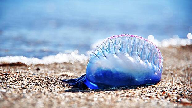 Самая опасная медуза в мире атаковала россиянина на популярном курорте