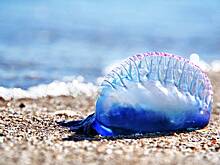 Самая опасная медуза в мире атаковала россиянина на популярном курорте