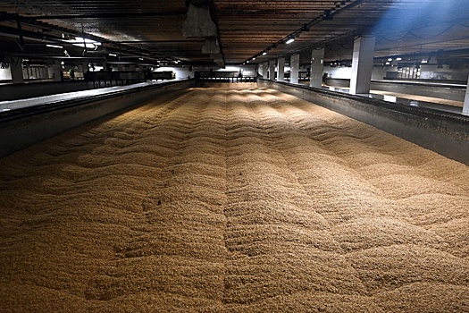 В России ожидают оптимальный  урожай зерна
