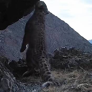 Снежные барсы спели на камеру