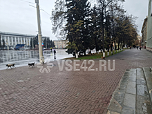Стая собак оккупировала кемеровскую площадь Советов