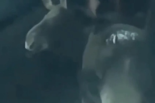 Лось показал жителям Подмосковья язык и попал на видео