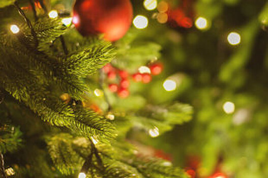 Где в Подмосковье можно самому срубить новогоднюю елку