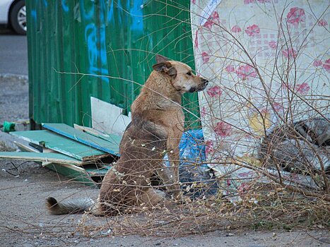 Осипов о проблеме бродячих собак – «понимание людей нужно поднимать на соответствующую планку»