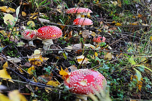 Эксперты предупредили об опасности «мухоморного микродозинга»