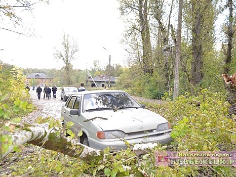 В Бежецке на автомобиль упало дерево