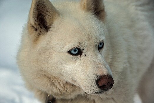 Самостоятельная хаски из Щербинки переполошила жителей Южного Бутова