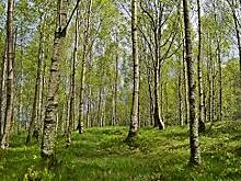 Зюзинский экоцентр примет участие в туристическом слете педагогов