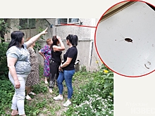 «Тараканы лезут к нам в окна»