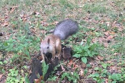 Житель Челябинска продал гостю из Уфы больного бельчонка