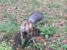 Житель Челябинска продал гостю из Уфы больного бельчонка