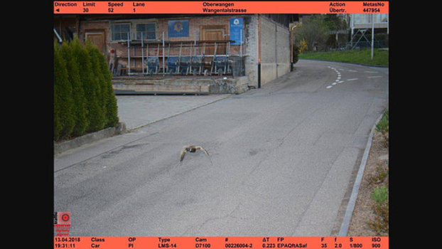 Швейцарские утки дважды попались на радар за превышение скорости