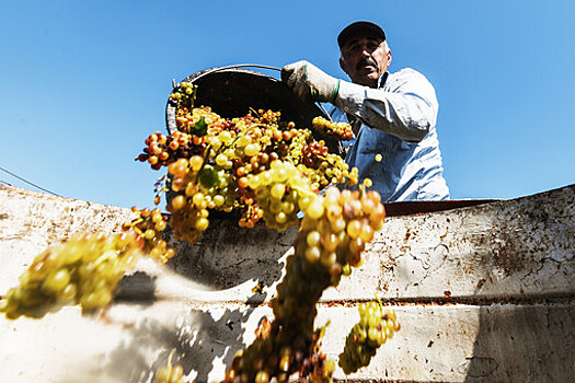 Bloomberg: фермеры стали сжигать виноградники из-за переизбытка вина на рынке