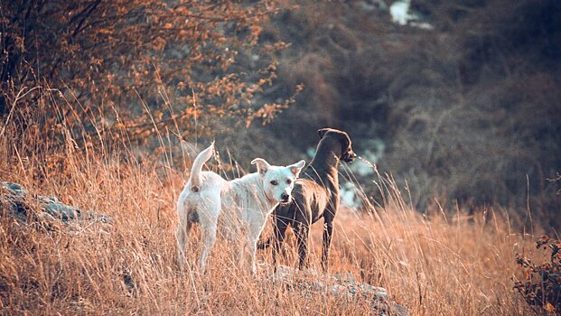 Хозяева домашних животных должны будут вести себя ответственнее