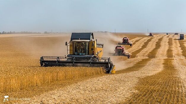 Крым приступит к сбору урожая зерновых во второй декаде июня