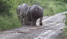 Битва двух носорогов попала на видео