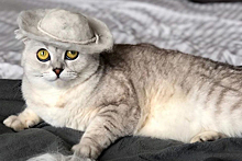Кошка Соня из Новосибирска стала героиней фильма «Империя кошек»