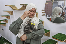 Девушка открыла первое кошачье кафе в Газе