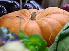 Установлен рекорд России по выращиванию гигантских тыкв