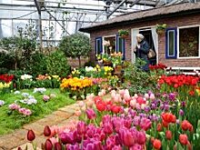 Акция «Культурная ботаника» состоится в Ботаническом саду «Аптекарский огород»