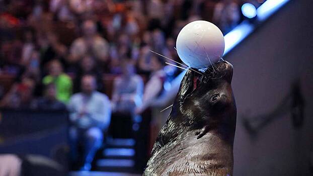 Известные артисты высказали мнение о концепции нового московского цирка
