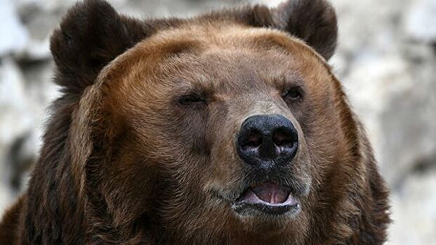 Медведь напал на туристку на Камчатке