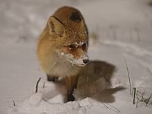 На россиянку напала бешеная лиса