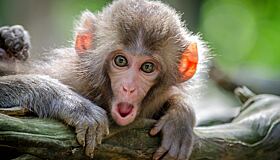 В Индии обезьяна 20 минут занимала пост кассира станции