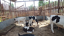 Нижегородские аграрии усилят контроль качества корма для скота