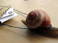 «Почта России» предлагает взимать с маркетплейсов по 0,5% оборота в свою пользу