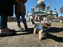 Петербургских собак собираются зачипировать