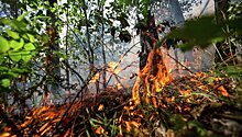 Число жертв лесных пожаров в Португалии увеличилось