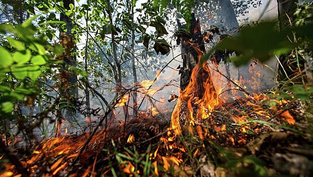 В России за сутки потушили 82 лесных пожара
