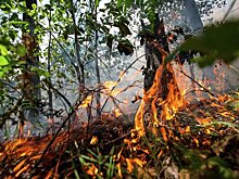 Число жертв лесных пожаров в Португалии увеличилось