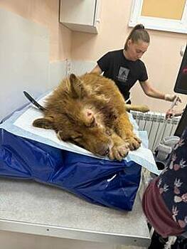 Расстрелявший дворнягу по кличке Толик объяснил, почему взялся за пылившееся 10 лет оружие