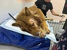 Расстрелявший дворнягу по кличке Толик объяснил, почему взялся за пылившееся 10 лет оружие