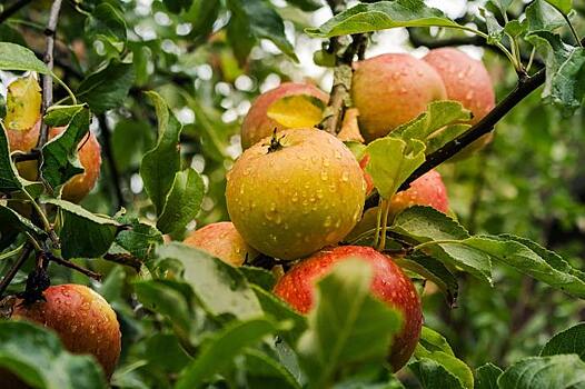 Этикетка ГМО отпугнула покупателей и резко повысила ценность простого картофеля, яблок и клубники