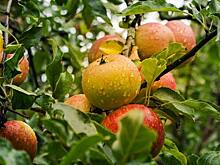Этикетка ГМО отпугнула покупателей и резко повысила ценность простого картофеля, яблок и клубники