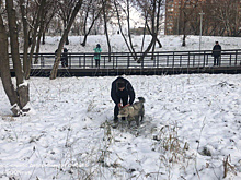В Капотне спасли собаку