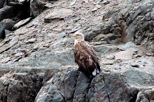 Впервые за 30 лет в Саяно-Шушенском заповеднике замечен орлан-долгохвост: Новости ➕1, 31.05.2021