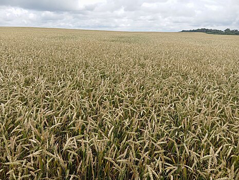 Более 200 тысяч тонн зерна в Оренбуржье оказалось с поддельными документами