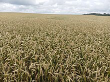 Более 200 тысяч тонн зерна в Оренбуржье оказалось с поддельными документами