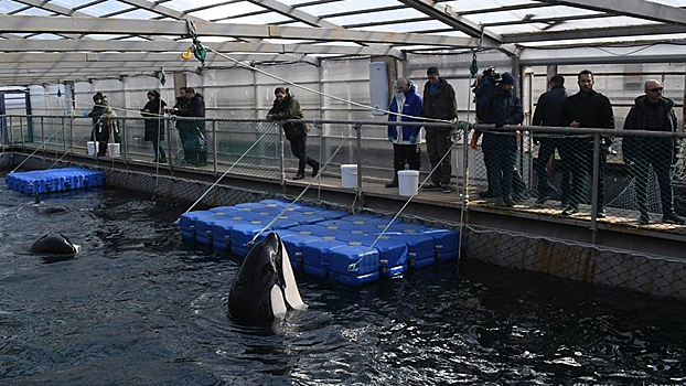 Косаток из «китовой тюрьмы» начали грузить в фуры для выпуска на волю