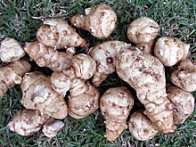 Шеф‑повара рассказали, что можно приготовить из топинамбура