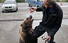 Прокуратура проверит информацию о голодающих медведях-пленниках