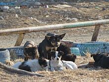 Тысячи за укус: куда бездомных животных девать?