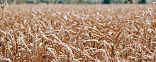 Генсек ООН Гутерреш: Экспорт пшеницы из России увеличился в три раза