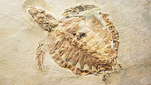 В Китае нашли окаменелости черепахи Юрского периода