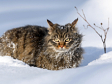 В Нижнем Новгороде сугробы выросли до 75 см