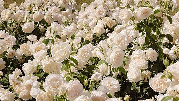 В ФТС России рассказали, какие цветы чаще ввозят в страну перед 8 Марта